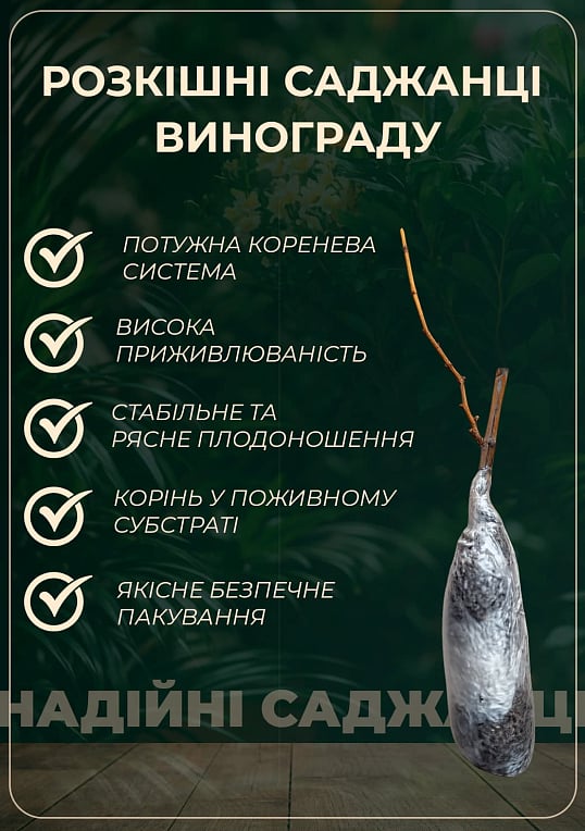 Виноград "Червоне Молоко" (Pizzutello Rosso, японська селекція, двостатевий)