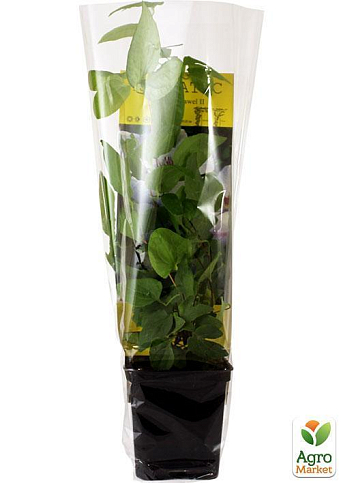 Клематис "Pope Jan Pawel 2" - фото 6