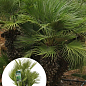 LMTD Хамеропс "Chamaerops Humilis" пальма карликовая Нидерланды  (высота 40-70см)