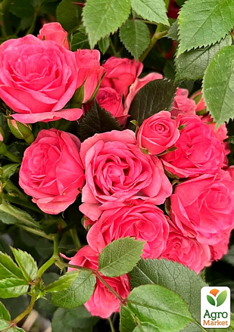 LMTD Троянда на штамбі 5-річна "Royal Pink" (укорінений саджанець у горщику, висота 130-150см) - фото 2