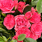 LMTD Троянда на штамбі 5-річна "Royal Pink" (укорінений саджанець у горщику, висота 130-150см) купить