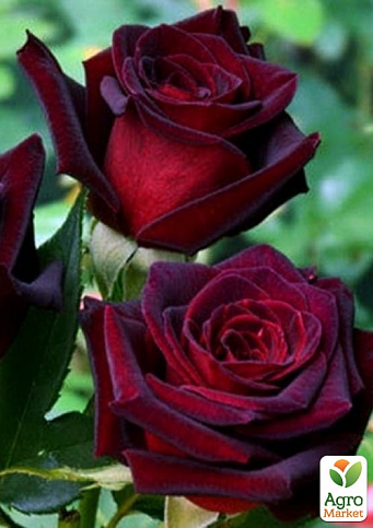 Троянда в контейнері плетиста "Чорна Королева" (саджанець класу АА+) - фото 2