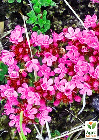 Тимьян "Coccineus"