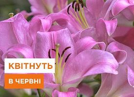 Які рослини квітнуть у червні - корисні статті про садівництво від Agro-Market