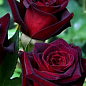Роза в контейнере плетистая "Черная Королева" (саженец класса АА+) купить