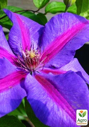 Клематис "Mrs.N.Thompson" - фото 5