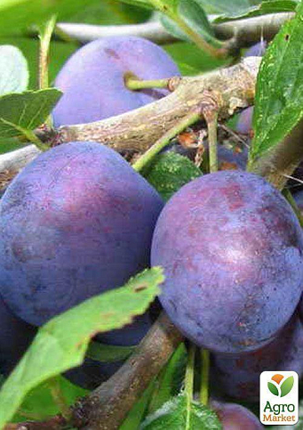 Слива "Анна Шпет" (осенний сорт, поздний срок созревания) - фото 5