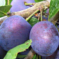 Слива "Анна Шпет" (осенний сорт, поздний срок созревания)