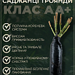 Троянда чайно-гібридна "Титанік" (саджанець класу АА +) вищий сорт купить