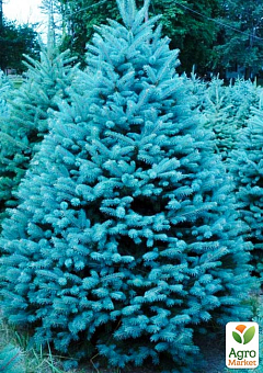 Ель колючая голубая "Super Blue Seedling" С3, высота 35-45см8