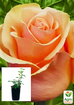 Троянда в контейнері чайно-гібридна "Версилія" (саджанець класу АА+)1