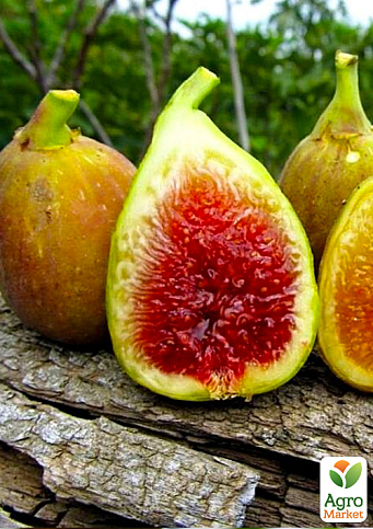 Інжир бурштиновий "Кадота" саджанець 2 роки (ремонтантний, ранній сорт) - фото 5