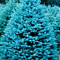 Ялина колюча блакитна "Super Blue Seedling" S3, висота 35-45см цена