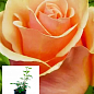 Троянда в контейнері чайно-гібридна "Версилія" (саджанець класу АА+)