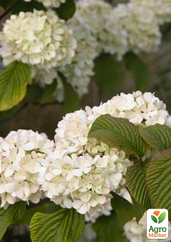 Калина складчатая "Janny"(Viburnum plicatum "Janny")11