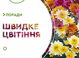 Як прискорити цвітіння хризантем - корисні статті про садівництво від Agro-Market