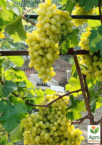 Виноград "Біла Надія" (надранній, двостатевий, великий) - фото 5