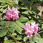 Рододендрон гибридный "Scintillation" (Сцинтиллейшн)