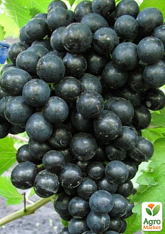 Виноград "Чёрный Изумруд" (кишмиш, ранний срок созревания, морозостойкость до -26⁰С)1