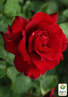 Роза чайно-гібридна "Erotika"2