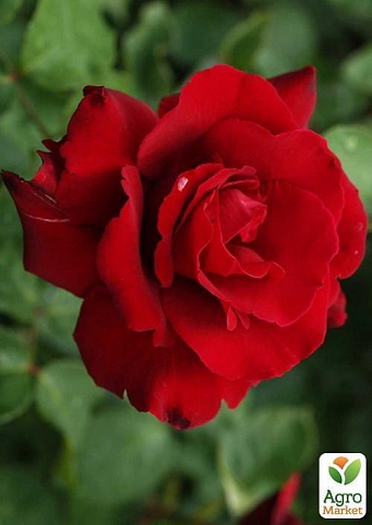 Роза чайно-гібридна "Erotika"