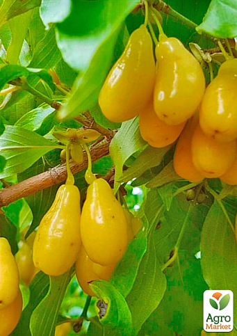 Кизил жовтий щеплений "Ніжність" саджанець 2 роки (ранній термін дозрівання, великоплідний) - фото 5