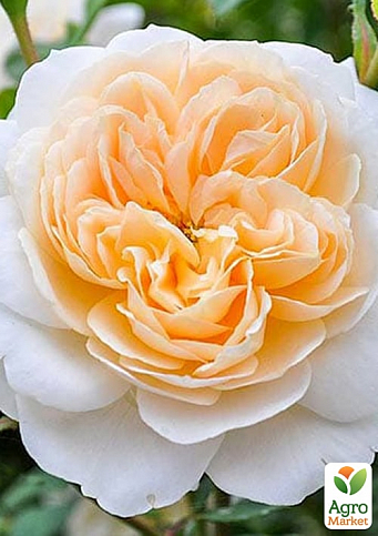 Троянда в контейнері англійська "Crocus Rose" (саджанець класу АА+) - фото 3