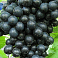 Виноград "Чёрный Изумруд" (кишмиш, ранний срок созревания, морозостойкость до -26⁰С)