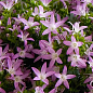 Кампанула "Adansa Pink"