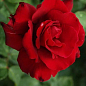 Роза чайно-гібридна "Erotika"