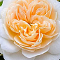 Роза в контейнере английская "Crocus Rose" (саженец класса АА+) цена
