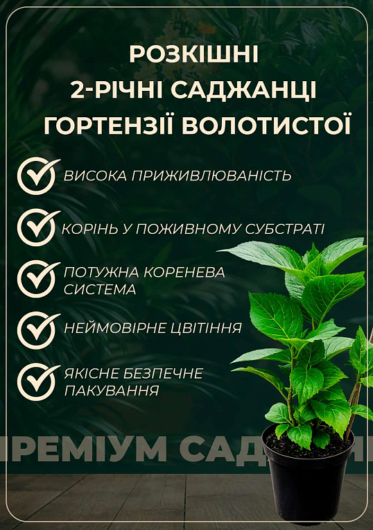 Гортензия метельчатая 2-х летняя "Pinky Winky" высота саженца 20-30см