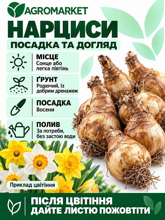 Нарцисс "Gay Tabor"