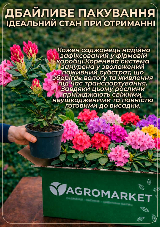 LMTD Рододендрон цветущий 7-и летний "Saffrano" (высота 60-80см) - фото 6