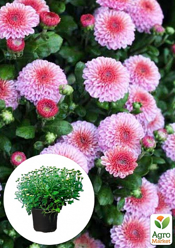Хризантема Садовая "Pink Button" (горшок ф12 высота 20-30см)