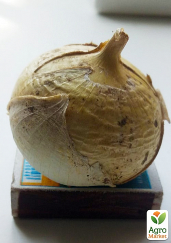 Луко-чеснок "Рокамболь" однозубка (3шт в упаковке)
