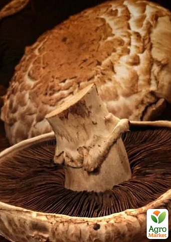 Сухой зерновой мицелий "Шампиньон Портобелло" 10г - фото 2