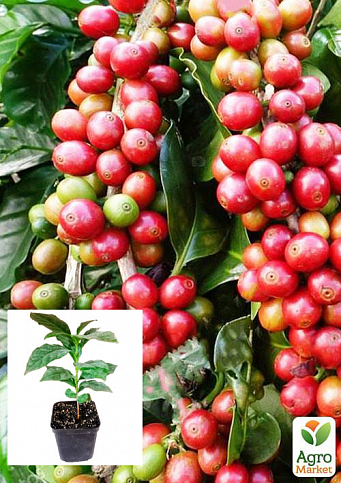 Кава "Арабіка" зростання 10-15 см