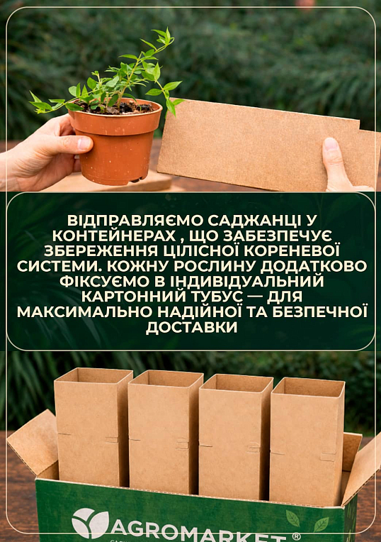 Мирт кімнатний - фото 5