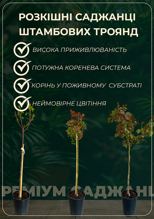 Роза штамбовая "Papagena" (саженец класса АА+) высший сорт