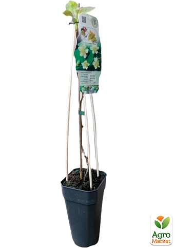 LMTD Ківі "Atlas" (чоловічий запилювач сортовий, укорінений) - фото 2