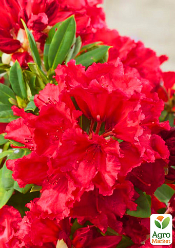 Рододендрон красный "Рэд Джек" (Red Jack) 