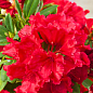 Рододендрон красный "Рэд Джек" (Red Jack) 