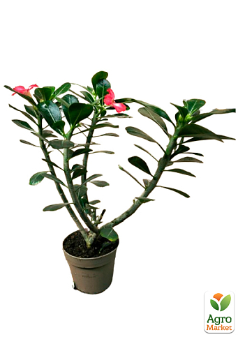 LMTD Аденіум 3-х річний "Obesum Red" висота рослини 30-40см - фото 2