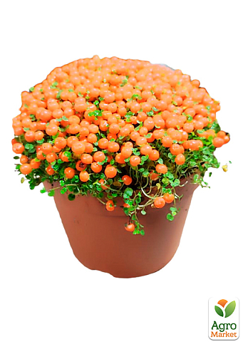 LMTD Нертера "Astrid" з плодами (висота 15-25см) - фото 6