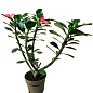 LMTD Адениум 3-х летний "Obesum Red" высота растения 30-40см купить