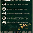 Плющ пестролистный купить