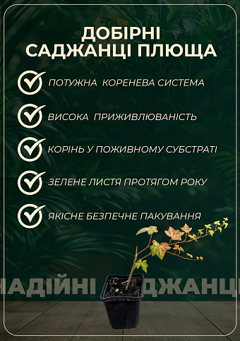 Плющ пестролистный - фото 2