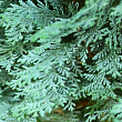 Кіпарисовик Lawsoniana "Pembury Blue" вазон P9