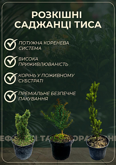 Тис ягідний "Baccata" С2, висота 15-25 см11